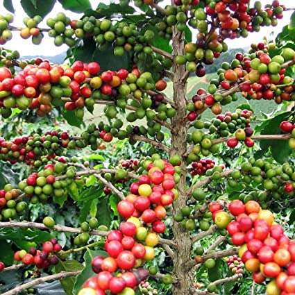 The Coffee trees bear Coffee berries