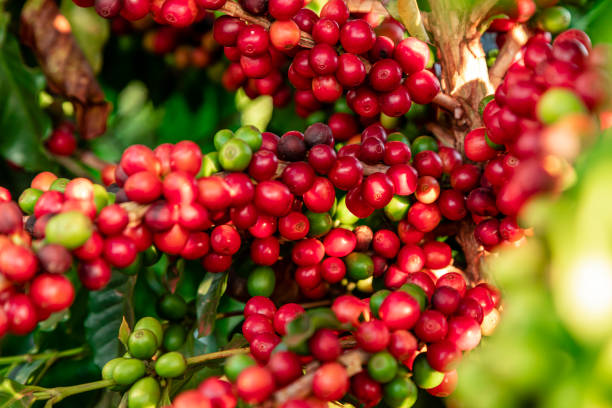 Coffee Harvesting